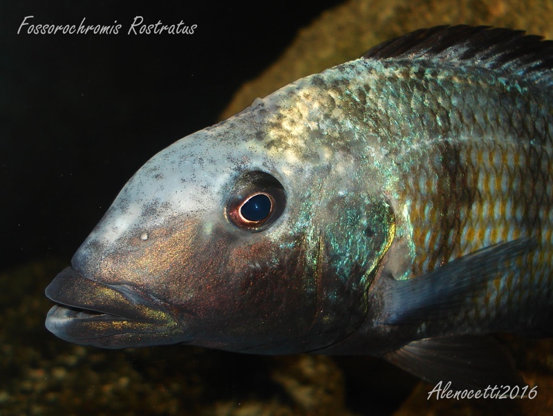 Fossorochromis rostratus
